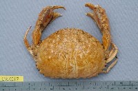 藏品(日本饅頭蟹)的圖片